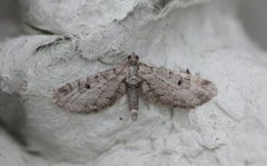 Gjeldkarvedvergmåler (Eupithecia pimpinellata)