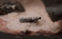 Oresmalmott (Cryptoblabes bistriga)