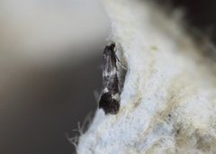 White-headed Dwarf (Elachista albifrontella)