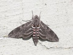 Convolvulus Hawk-moth (Agrius convolvuli)