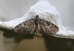 Lerkedvergmåler (Eupithecia lariciata)