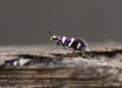 Yellow-barred Gold (Micropterix aureatella)