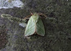 Rødfrynset båtfly (Pseudoips prasinana)