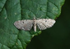 Humledvergmåler (Eupithecia assimilata)