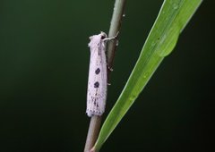 Smalvingefly (Chilodes maritima)