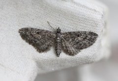 Lerkedvergmåler (Eupithecia lariciata)