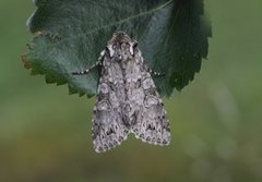 Grey Arches (Polia nebulosa)