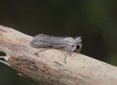 Vårhettefly (Cucullia chamomillae)