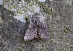 Brunbåndseljefly (Orthosia opima)