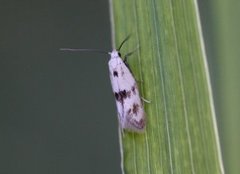 Elachista maculicerusella