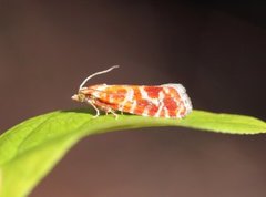 Praktfuruskuddvikler (Rhyacionia pinicolana)