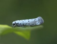 Orchard Ermine (Yponomeuta padella)