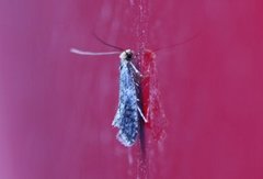 Skin Moth (Monopis laevigella)