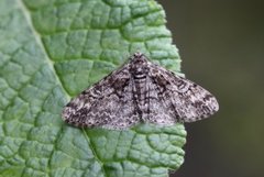 Ringed Carpet (Cleora cinctaria)