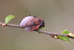 Small Lappet (Phyllodesma ilicifolia)