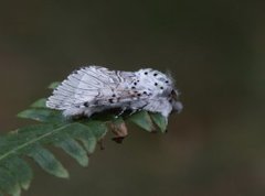 Puss Moth (Cerura vinula)