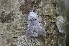 Puss Moth (Cerura vinula)
