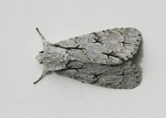 Grey Dagger (Acronicta psi)