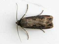 Langvingejordfly (Agrotis ipsilon)