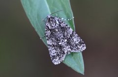 Knot Grass (Acronicta rumicis)