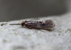 Skin Moth (Monopis laevigella)