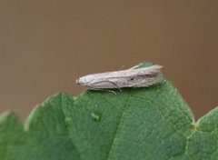 Monochroa suffusella