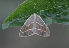 Barred Red (Hylaea fasciaria)