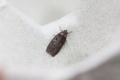 Sallow Flat-body (Agonopterix conterminella)