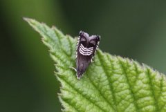 Triple-stripe Piercer (Grapholita compositella)