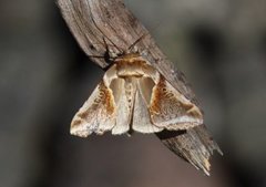 Buff Arches (Habrosyne pyritoides)