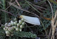 Sørlig gulbladvikler (Zelotherses paleana)