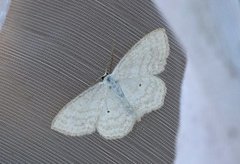 Lesser Cream Wave (Scopula immutata)