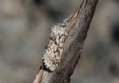 Granbørstespinner (Calliteara abietis)