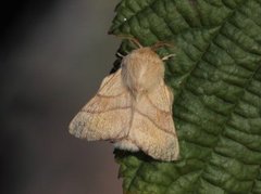 Okergul ringspinner (Malacosoma neustria)