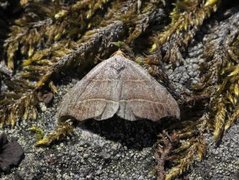 Sigdfly (Laspeyria flexula)