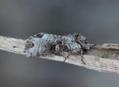 Buehakefly (Polia hepatica)