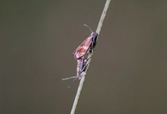 Rødflekket kveldvikler (Epinotia cruciana)