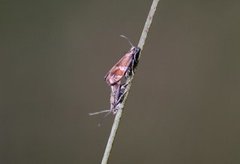 Willow Tortrix (Epinotia cruciana)