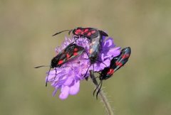 Six-spot Burnet (Zygaena filipendulae)