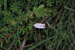 Gul knoppurtflatmøll (Agonopterix kaekeritziana)