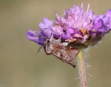 Dvergstjertspinner (Clostera pigra)