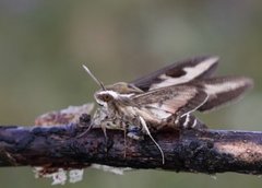 Mauresvermer (Hyles gallii)