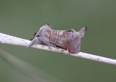 Small Chocolate-tip (Clostera pigra)