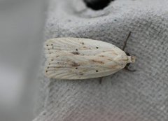 Gul knoppurtflatmøll (Agonopterix kaekeritziana)