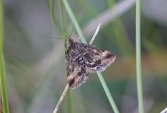 Straw-barred Pearl (Pyrausta despicata)