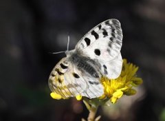 Apollo Butterfly (Parnassius apollo)