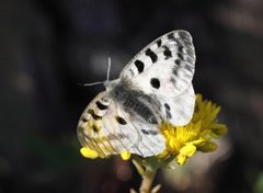 Apollosommerfugl (Parnassius apollo)