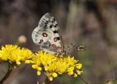 Apollosommerfugl (Parnassius apollo)