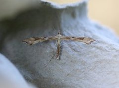 Goldenrod Plume (Platyptilia calodactyla)