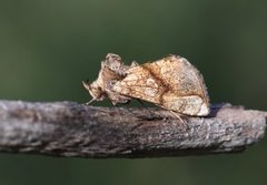 Tyrihjelmfly (Polychrysia moneta)